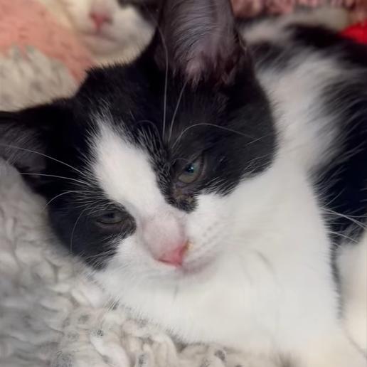 Enlarge Mya, a Adoptable Domestic Short Hair in Defiance, OH image 4/6