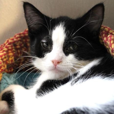 Enlarge Mya, a Adoptable Domestic Short Hair in Defiance, OH image 5/6