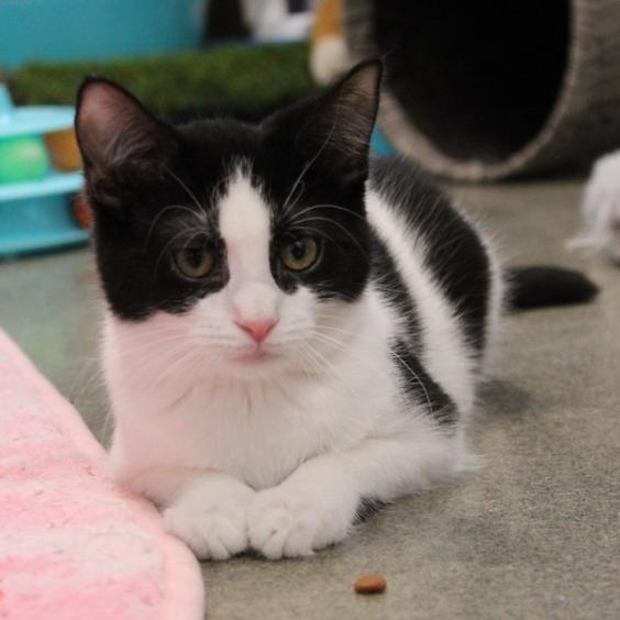 Enlarge Mya, a Adoptable Domestic Short Hair in Defiance, OH image 6/6