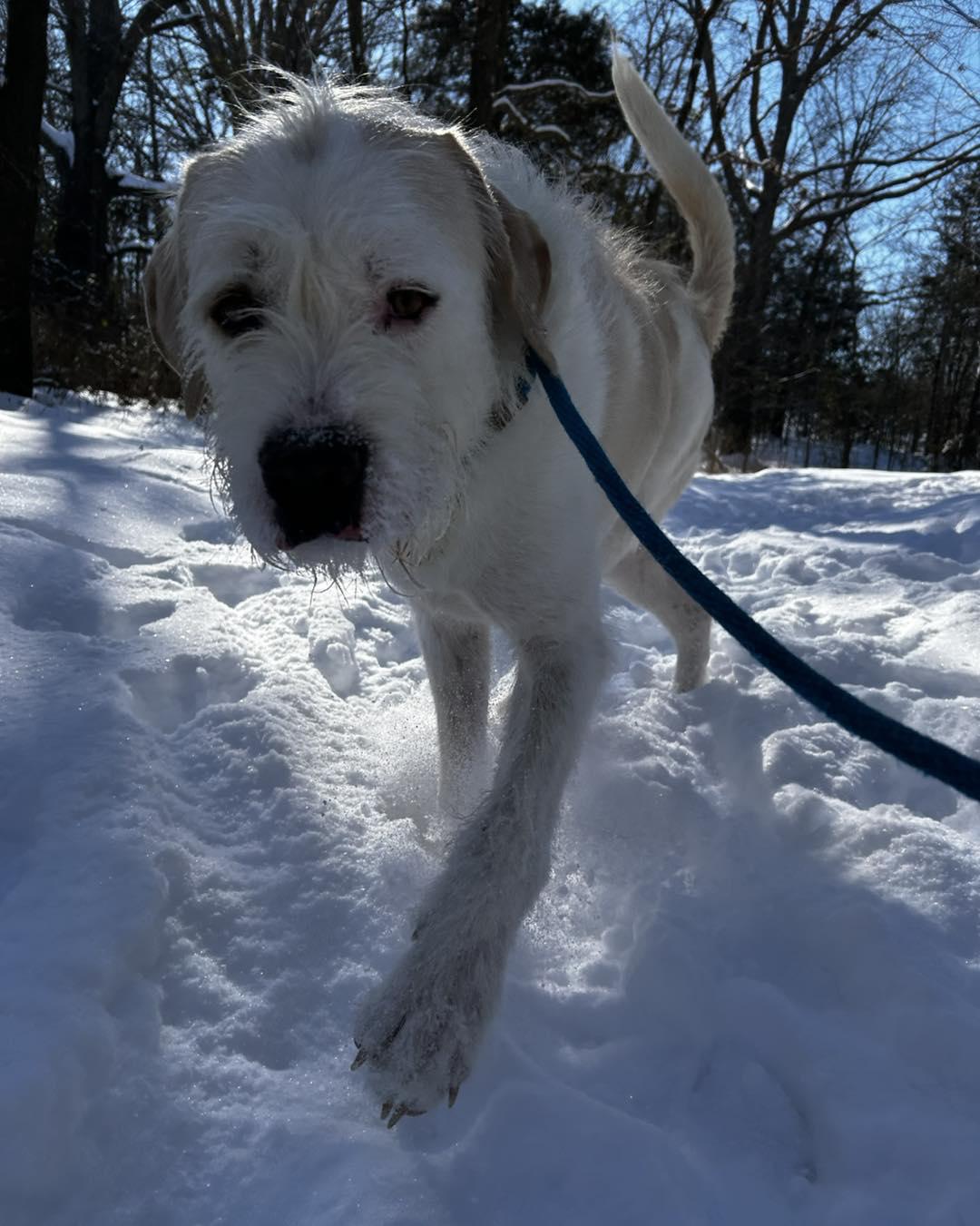 Rufus, Adoptable, Adult Male Irish Wolfhound & Great Pyrenees.