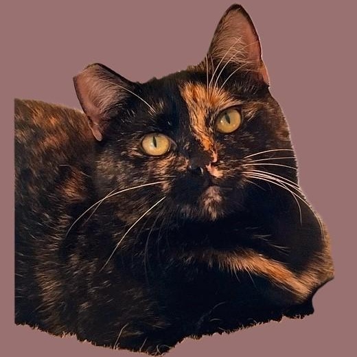 Ella, Adoptable, Adult Female Calico.