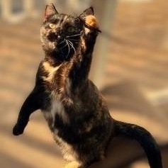 Ella, a Adoptable Calico in Sacramento, CA image 2/3