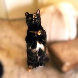 Ella, a Adoptable Calico in Sacramento, CA image 3/3