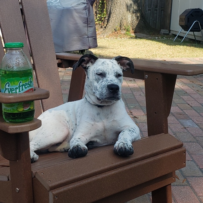 Dog for adoption Ziggy, an Australian Cattle Dog / Blue Heeler