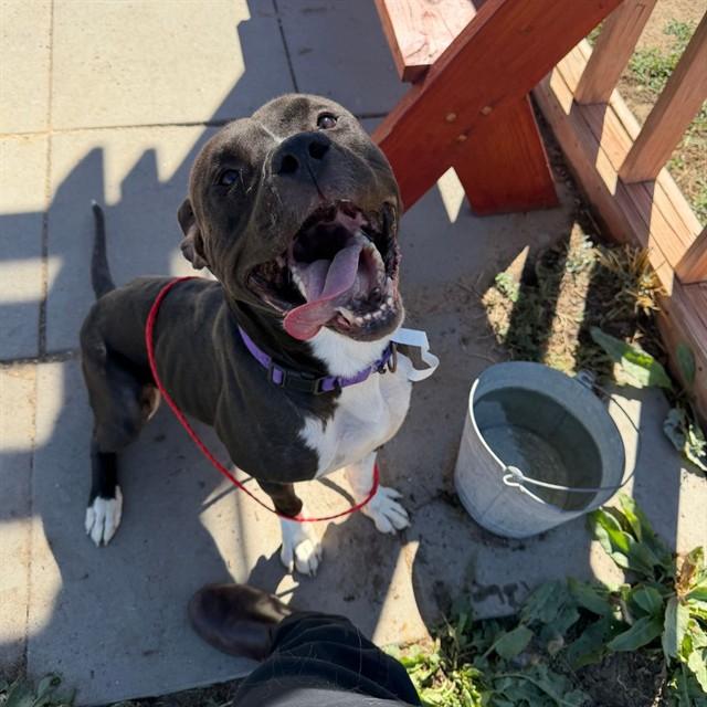 DUKE, Adoptable, Young Male Pit Bull Terrier.