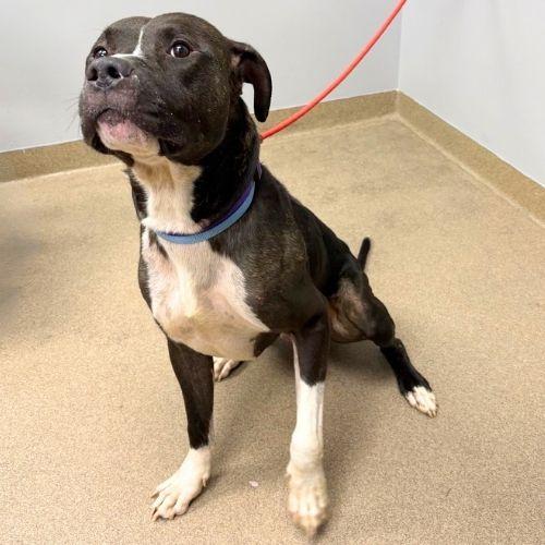 Enlarge DUKE, a Adoptable Pit Bull Terrier in Aurora, CO image 1/1