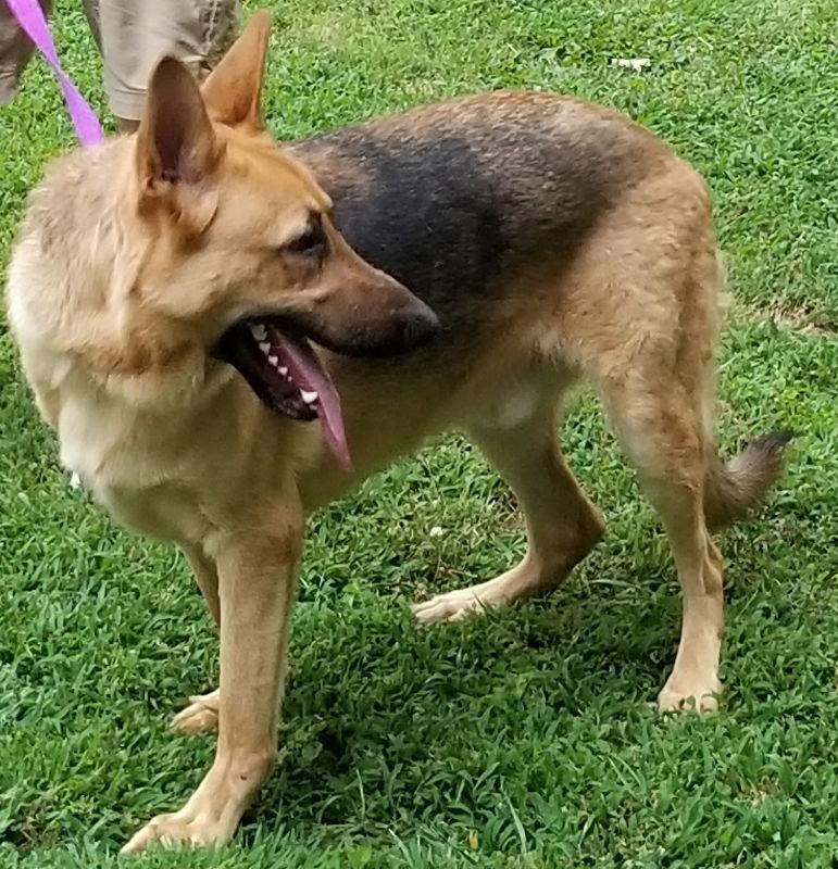 Titan, Adoptable, Young Male German Shepherd Dog.