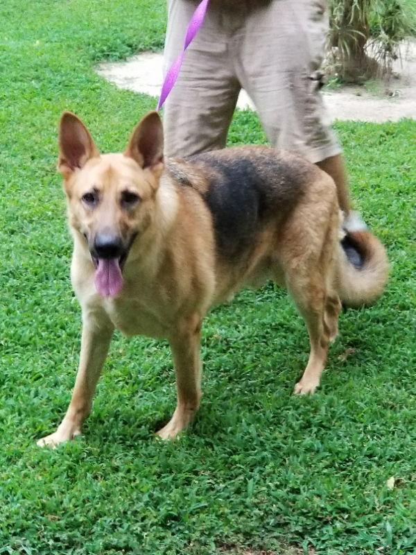 Enlarge Titan, a Adoptable German Shepherd Dog in Winston Salem, NC image 1/6