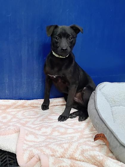 Chocolate, a Adoptable mixed breed in Beatrice, NE image 2/2