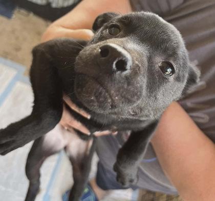 Chocolate, Adoptable, Young Female Mixed Breed & Mixed Breed.