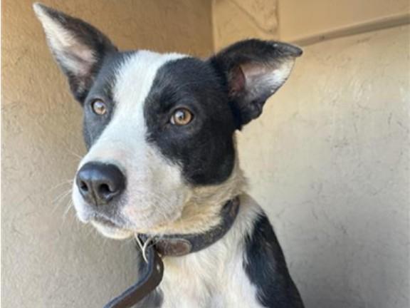 MOO MOO, Adoptable, Adult Female Labrador Retriever & Mixed Breed.