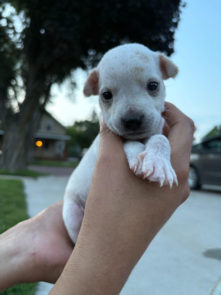 Enlarge Pearl, a Adoptable mixed breed in Saint James, MN image 1/3