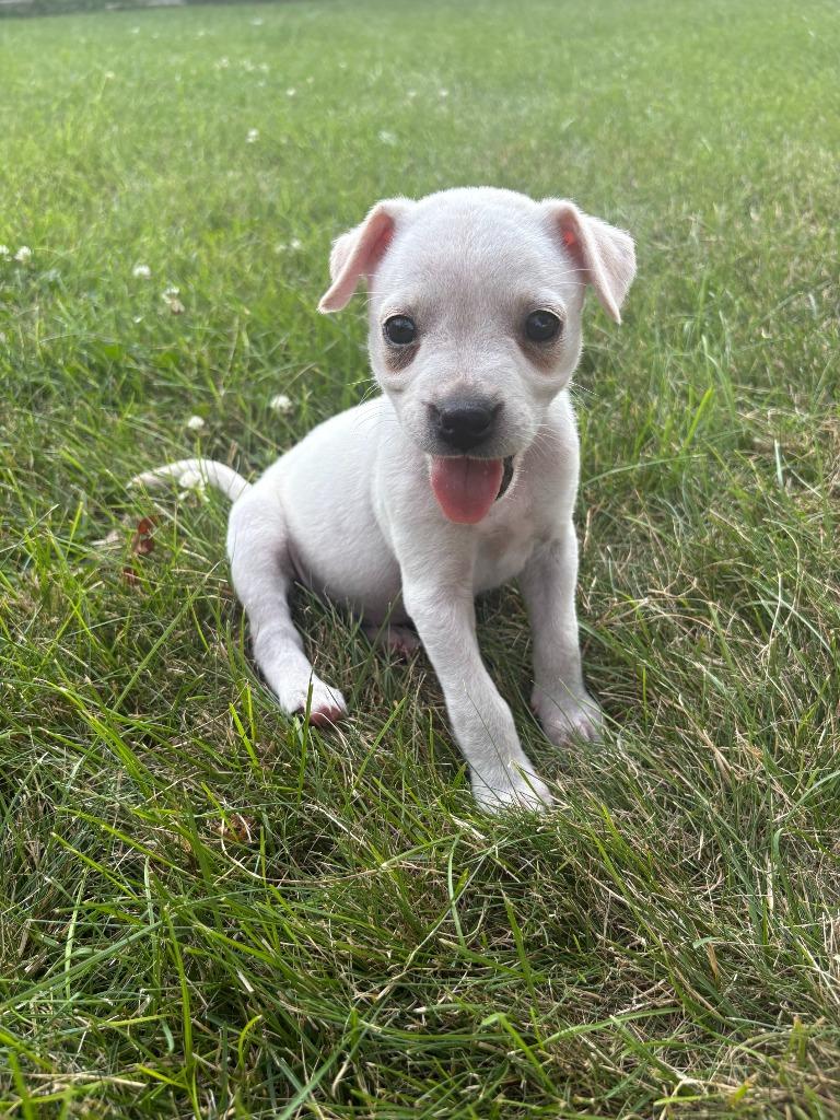 Enlarge Pearl, a Adoptable mixed breed in Saint James, MN image 2/3