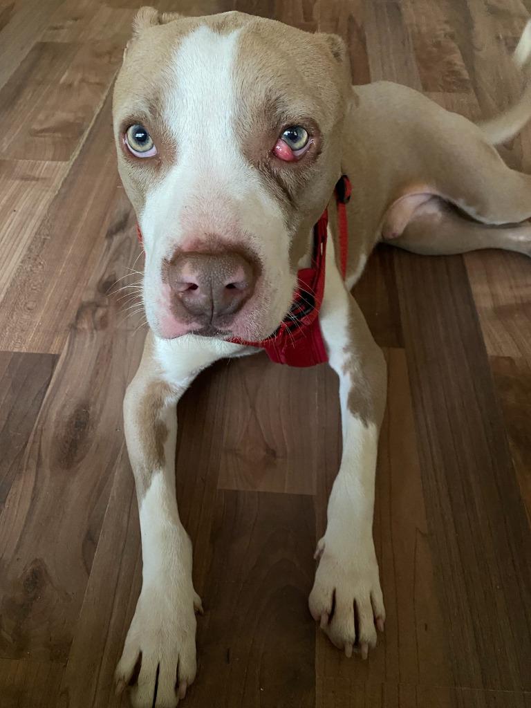 Enlarge Lucky, a Adopted mixed breed in Waynesville, GA image 1/1