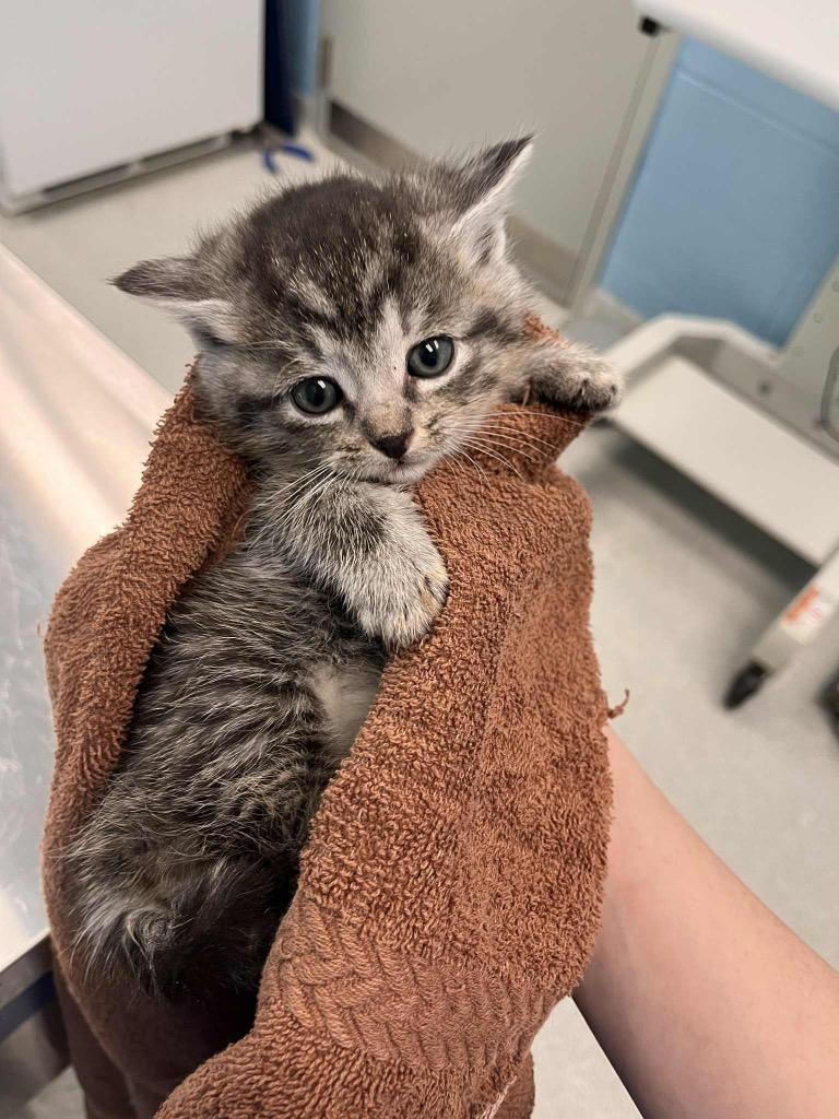 Enlarge Quincy, an adopted Domestic Short Hair in Frankfort, KY image 1/1