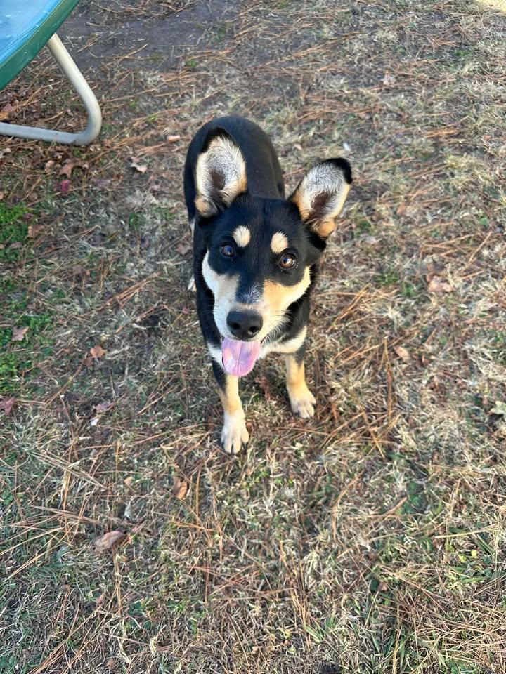 Kelli, ADOPTABLE, Young Female Australian Shepherd & Cattle Dog.