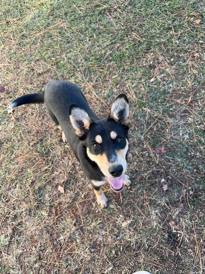 Kelli, a ADOPTABLE mixed breed in Wilmington, NC image 2/3