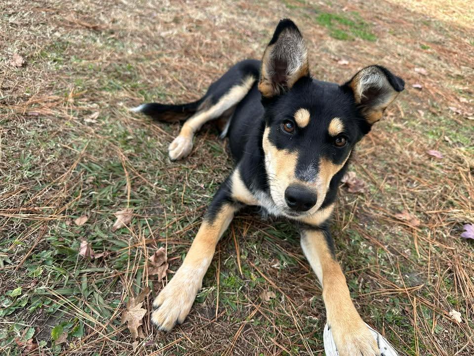 Kelli, a ADOPTABLE mixed breed in Wilmington, NC image 3/3