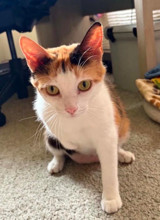 Magnolia, Adopted, Young Female Domestic Short Hair.