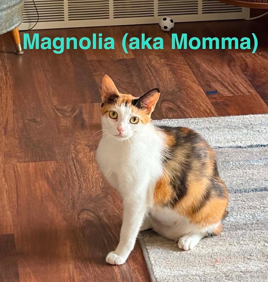 Magnolia, a Adopted mixed breed in Muskegon, MI image 2/2