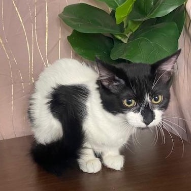 Ms Mittens — thumbnail 4