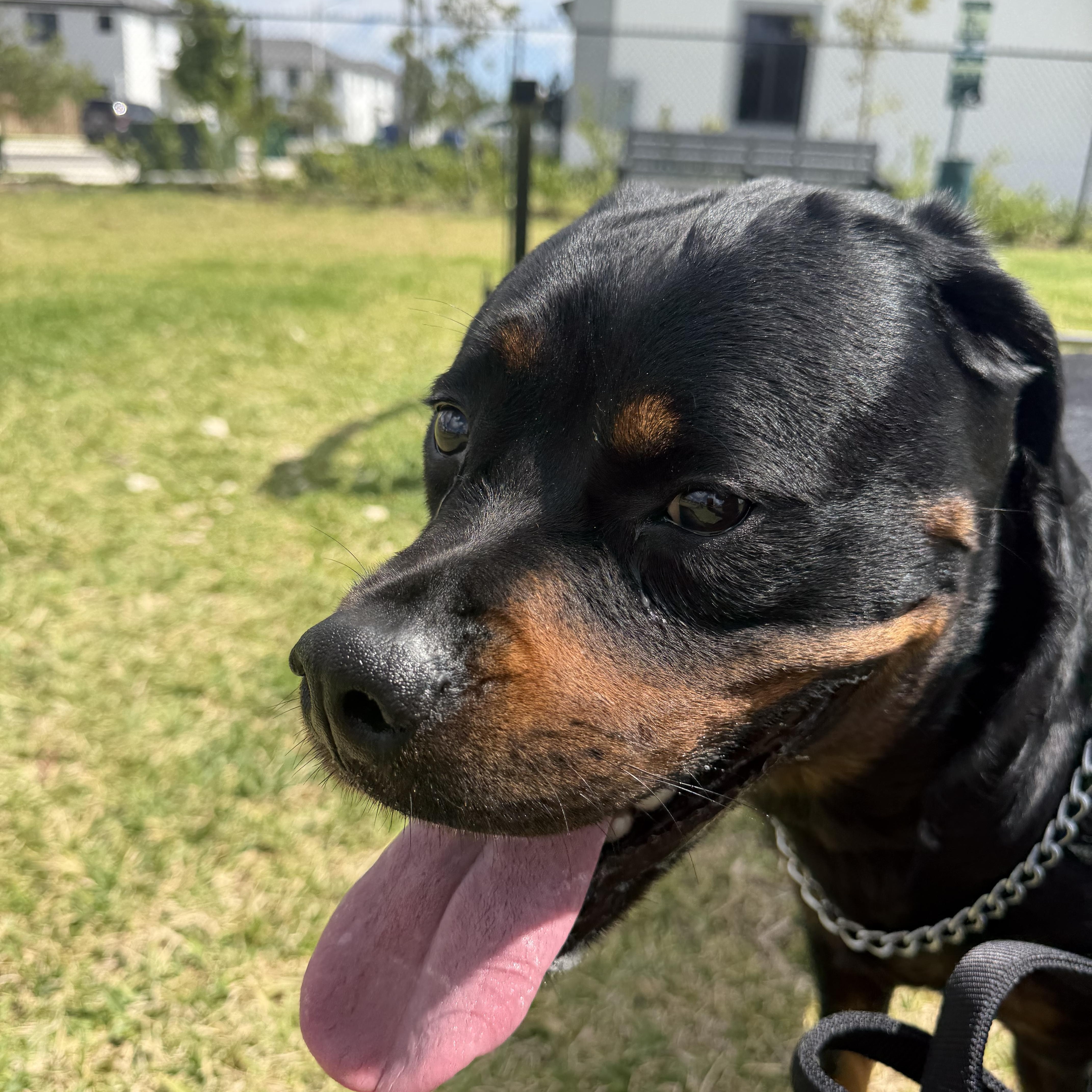 Enlarge Lola, a ADOPTABLE Rottweiler in fort lauderdale, FL image 3/5