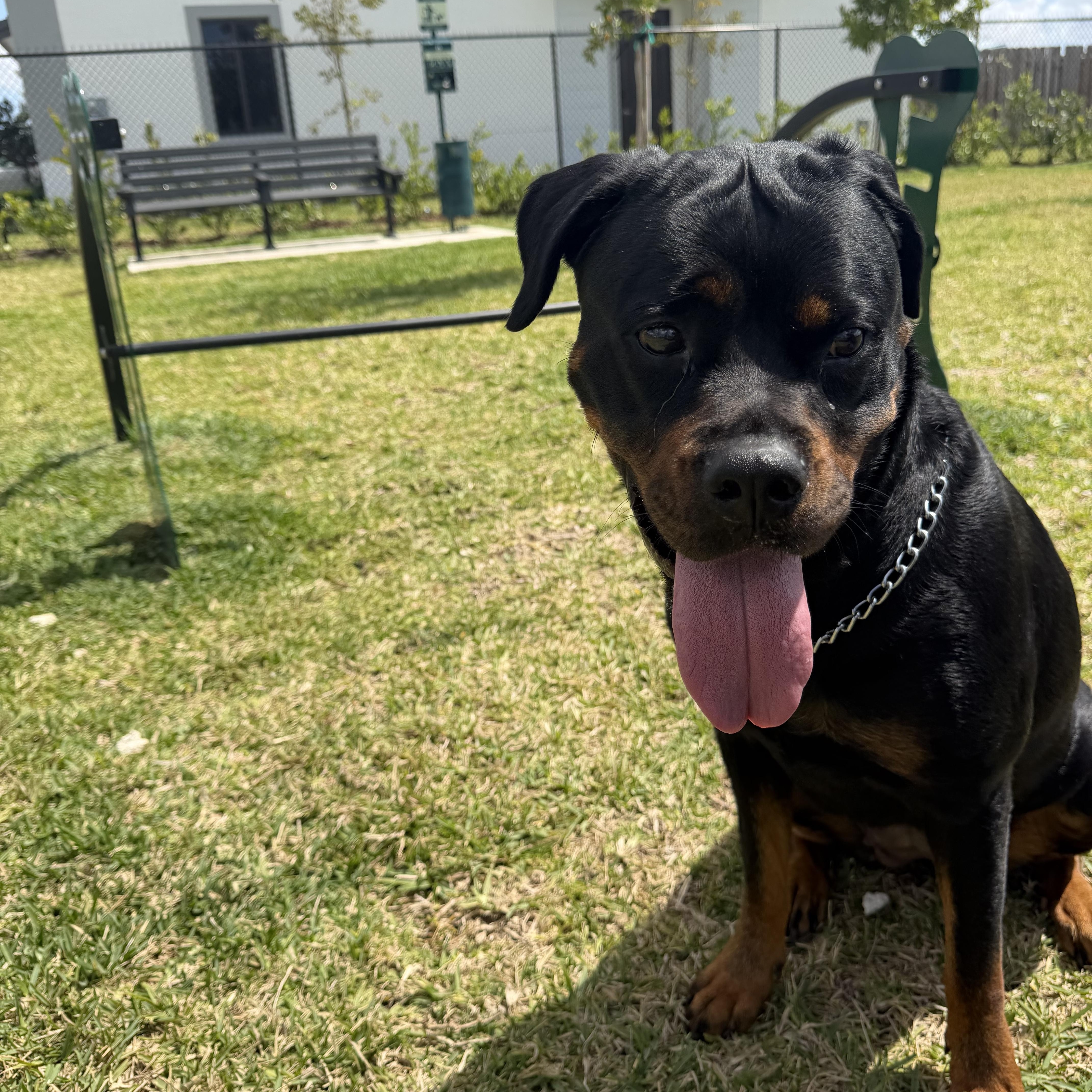 Enlarge Lola, a ADOPTABLE Rottweiler in fort lauderdale, FL image 2/5