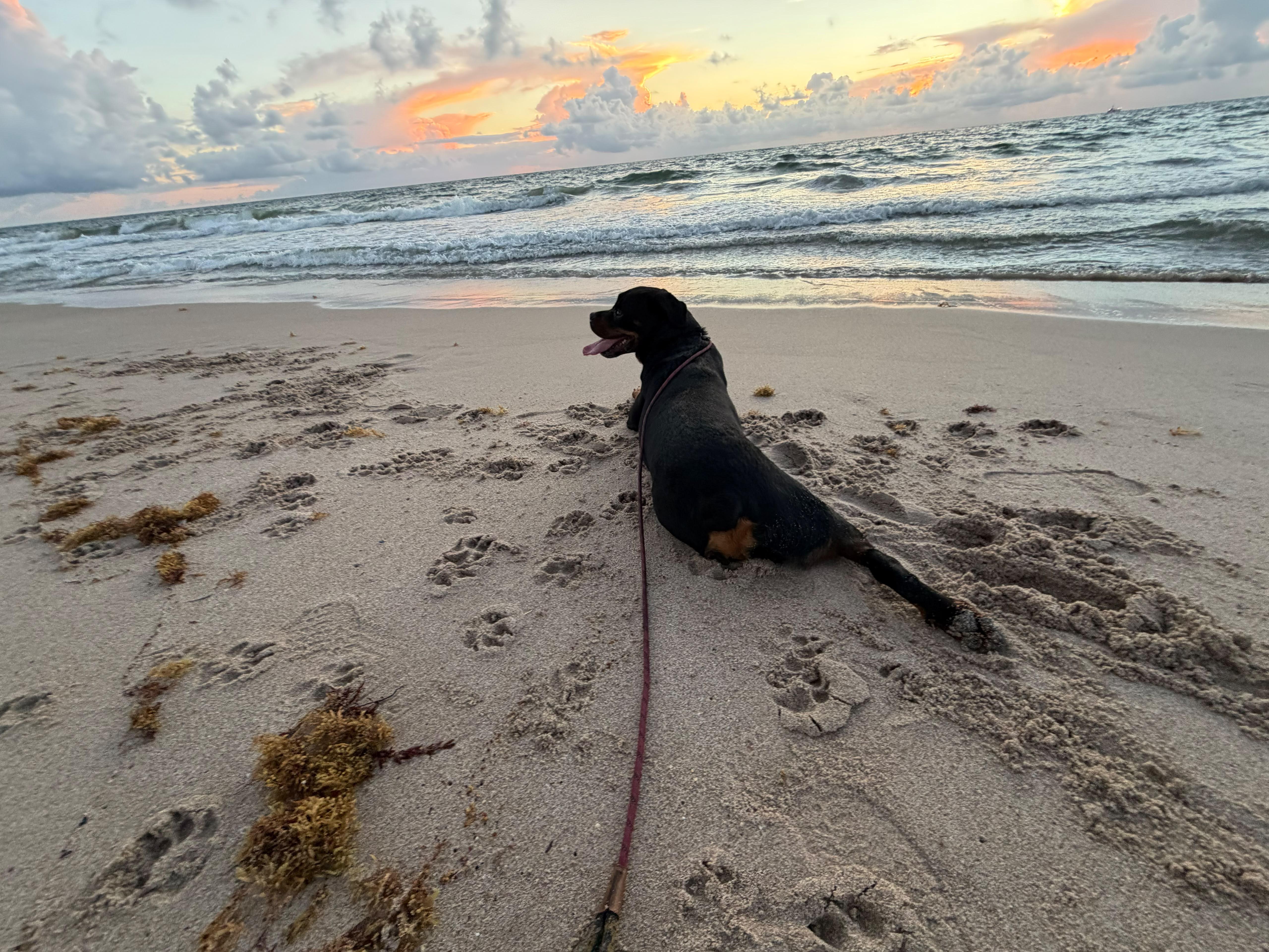 Enlarge Lola, a Adoptable Rottweiler in naples, FL image 4/5