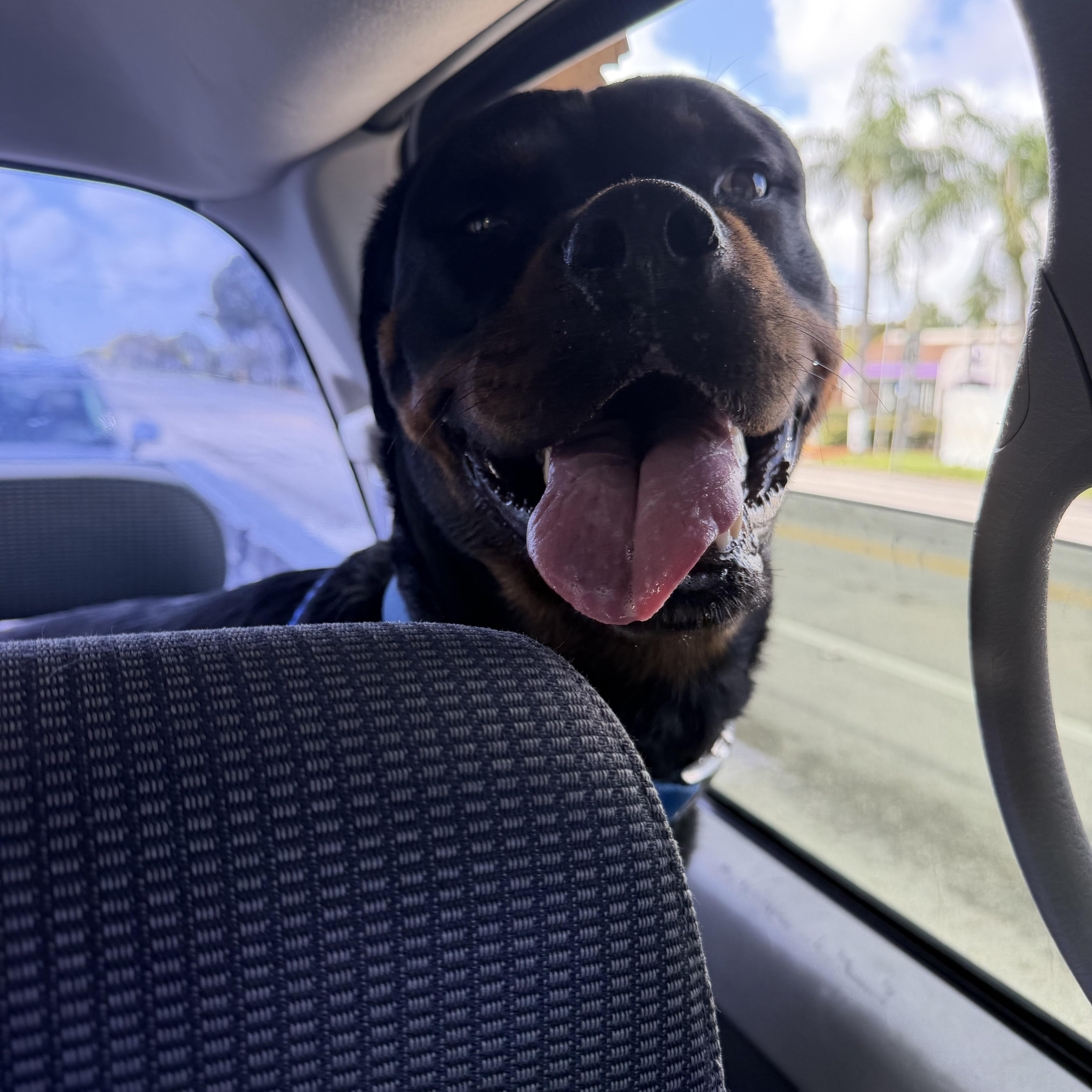 Enlarge Lola, a ADOPTABLE Rottweiler in fort lauderdale, FL image 1/5