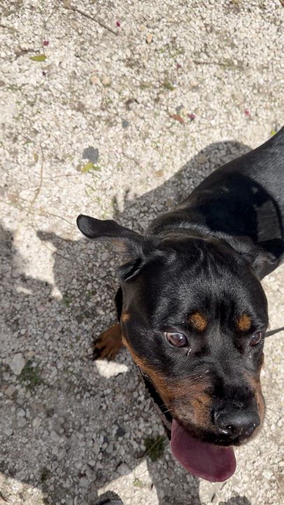 Enlarge Lola, a ADOPTABLE Rottweiler in fort lauderdale, FL video 5/5