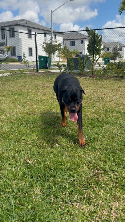 Enlarge Lola, a ADOPTABLE Rottweiler in fort lauderdale, FL video 4/5