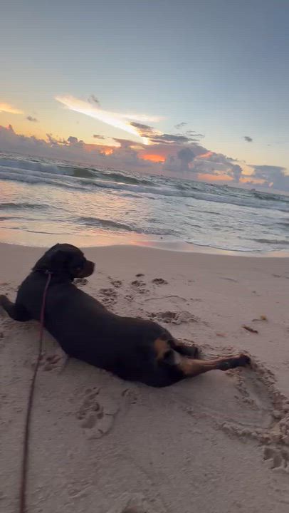 Enlarge Lola, a Adoptable Rottweiler in naples, FL video 5/5