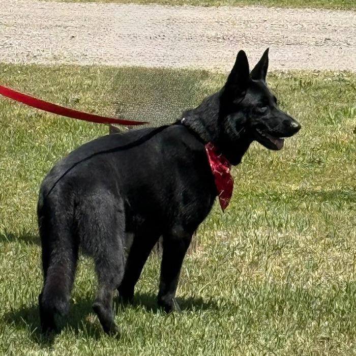 D26-040 Luna, Adoptable, Adult Female German Shepherd Dog.