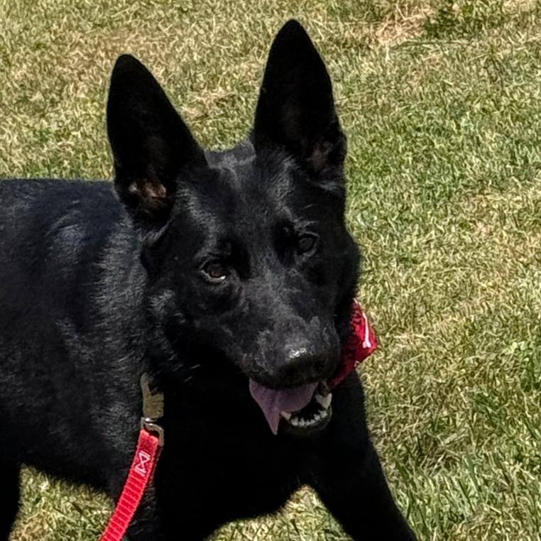 D26-040 Luna, a Adoptable German Shepherd Dog in Franklin, PA image 2/5