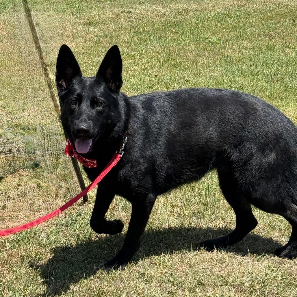 D26-040 Luna, a Adoptable German Shepherd Dog in Franklin, PA image 3/5