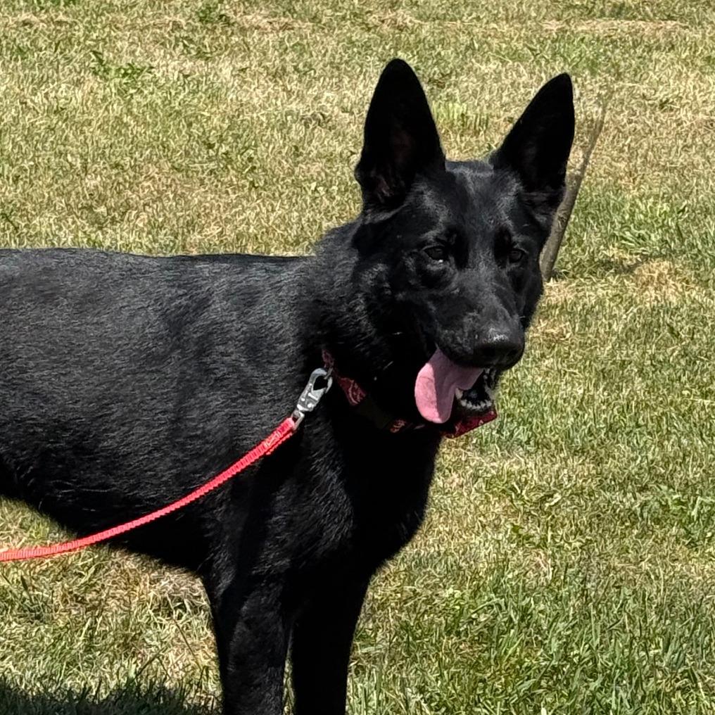 D26-040 Luna, a Adoptable German Shepherd Dog in Franklin, PA image 4/5