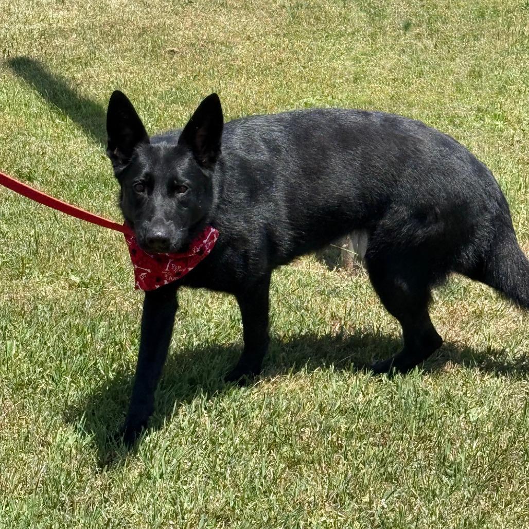 D26-040 Luna, a Adoptable German Shepherd Dog in Franklin, PA image 5/5
