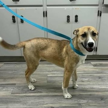 Enlarge Holly, a Adoptable mixed breed in Hopkinton, MA image 4/5