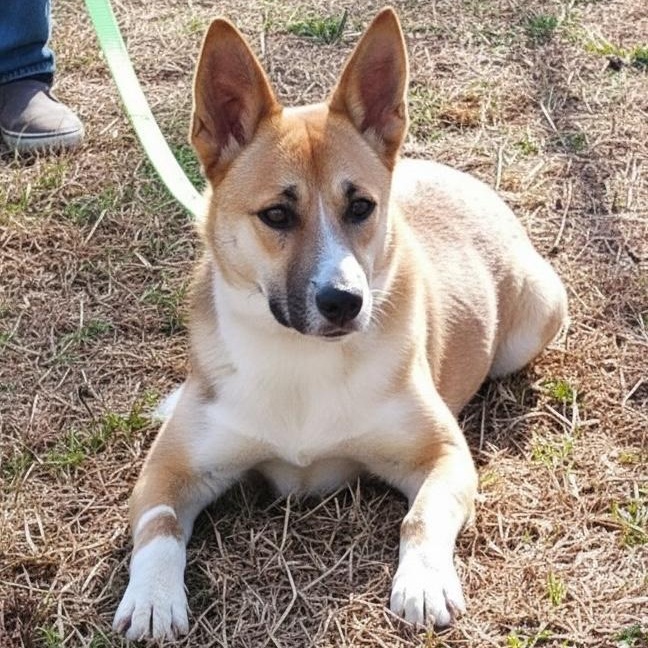 Holly, Adoptable, Puppy Female Mixed Breed.