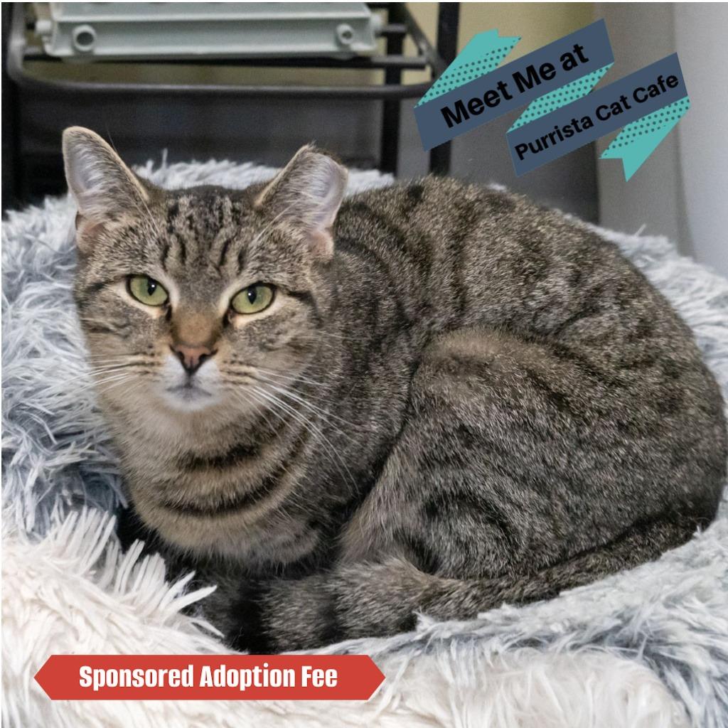 Missy, Adoptable, Adult Female Domestic Short Hair & Domestic Short Hair.