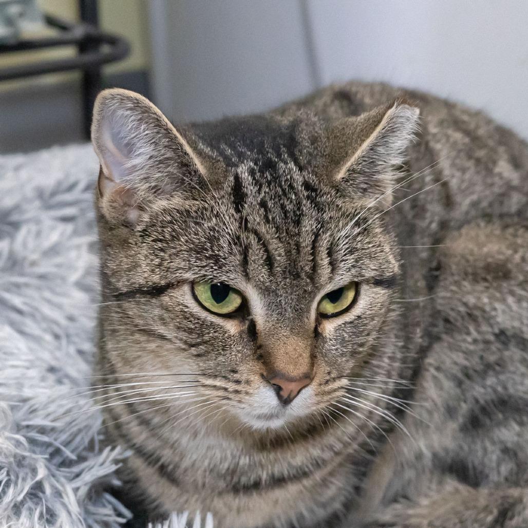 Missy, a Adoptable mixed breed in McKean, PA image 1/4