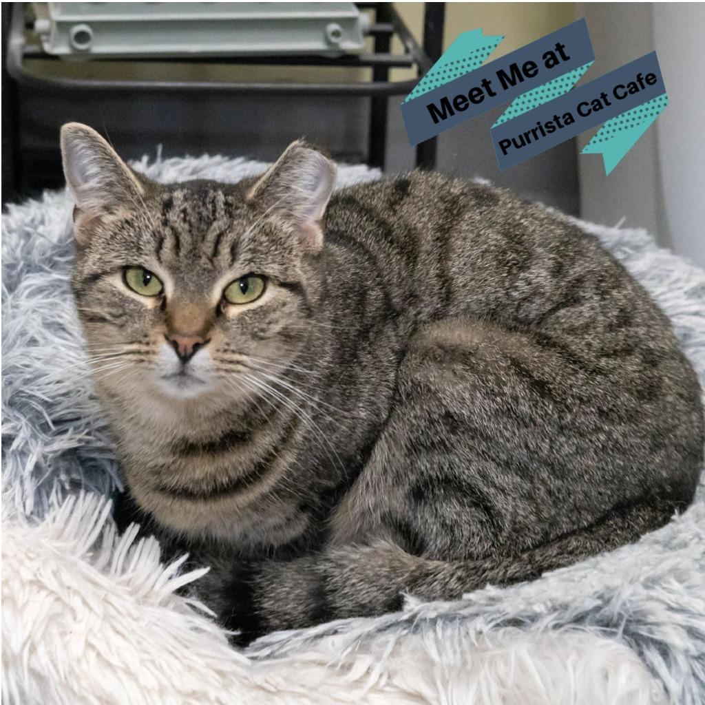 Missy, a Adoptable mixed breed in McKean, PA image 2/4