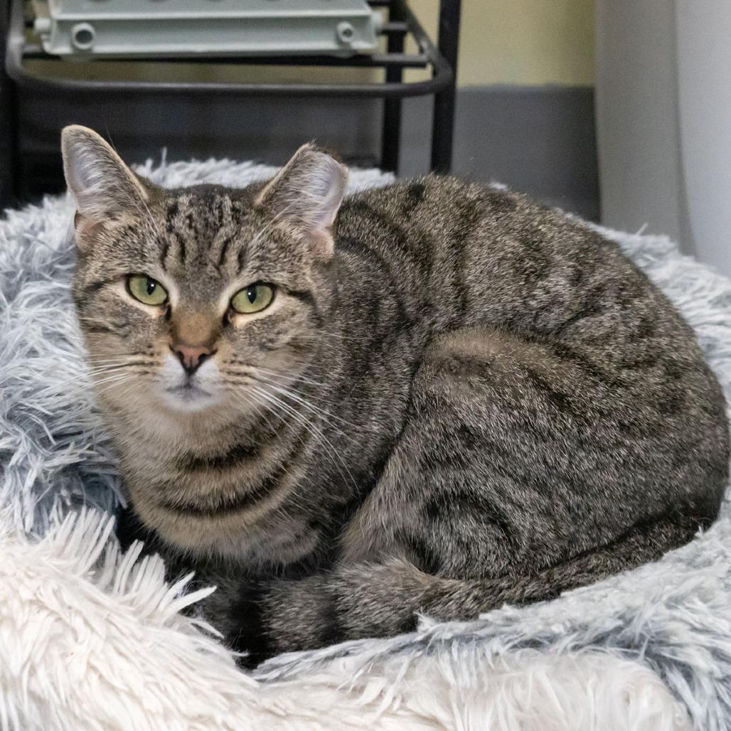 Missy, a Adoptable mixed breed in McKean, PA image 3/4