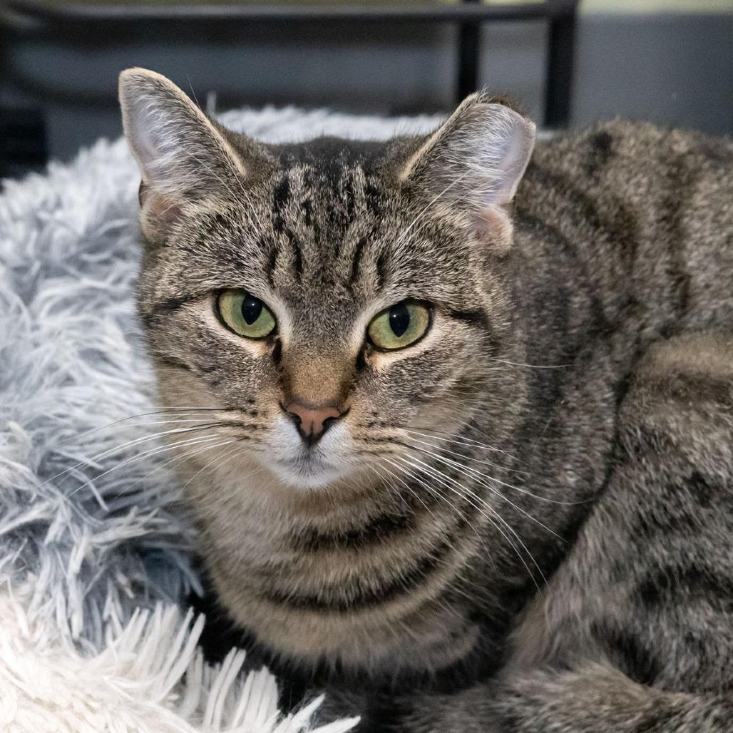 Enlarge Missy, a Adoptable mixed breed in McKean, PA image 5/5