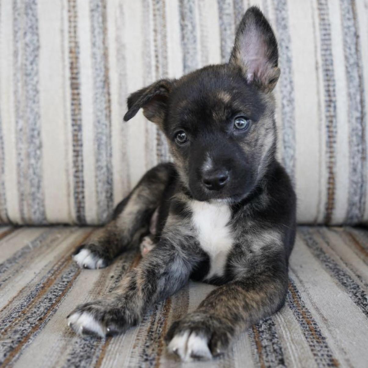 Enlarge Asher, a Adoptable mixed breed in Austin, TX image 1/6