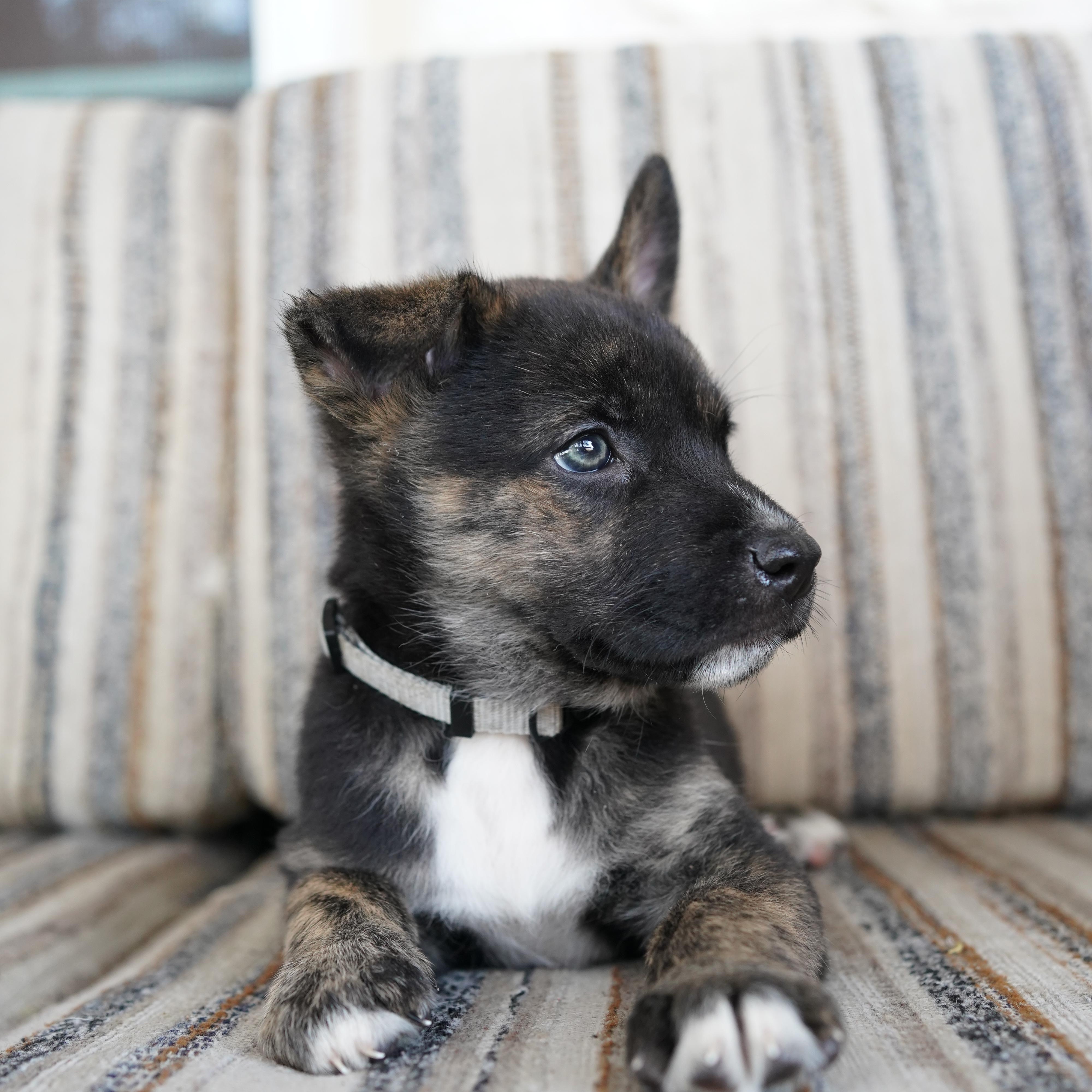 Enlarge Asher, a Adoptable mixed breed in Austin, TX image 3/6
