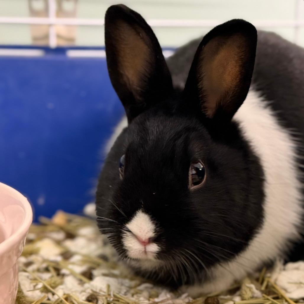 Enlarge Joseph, a Adoptable Mini Rex in Pittsford, VT image 2/2