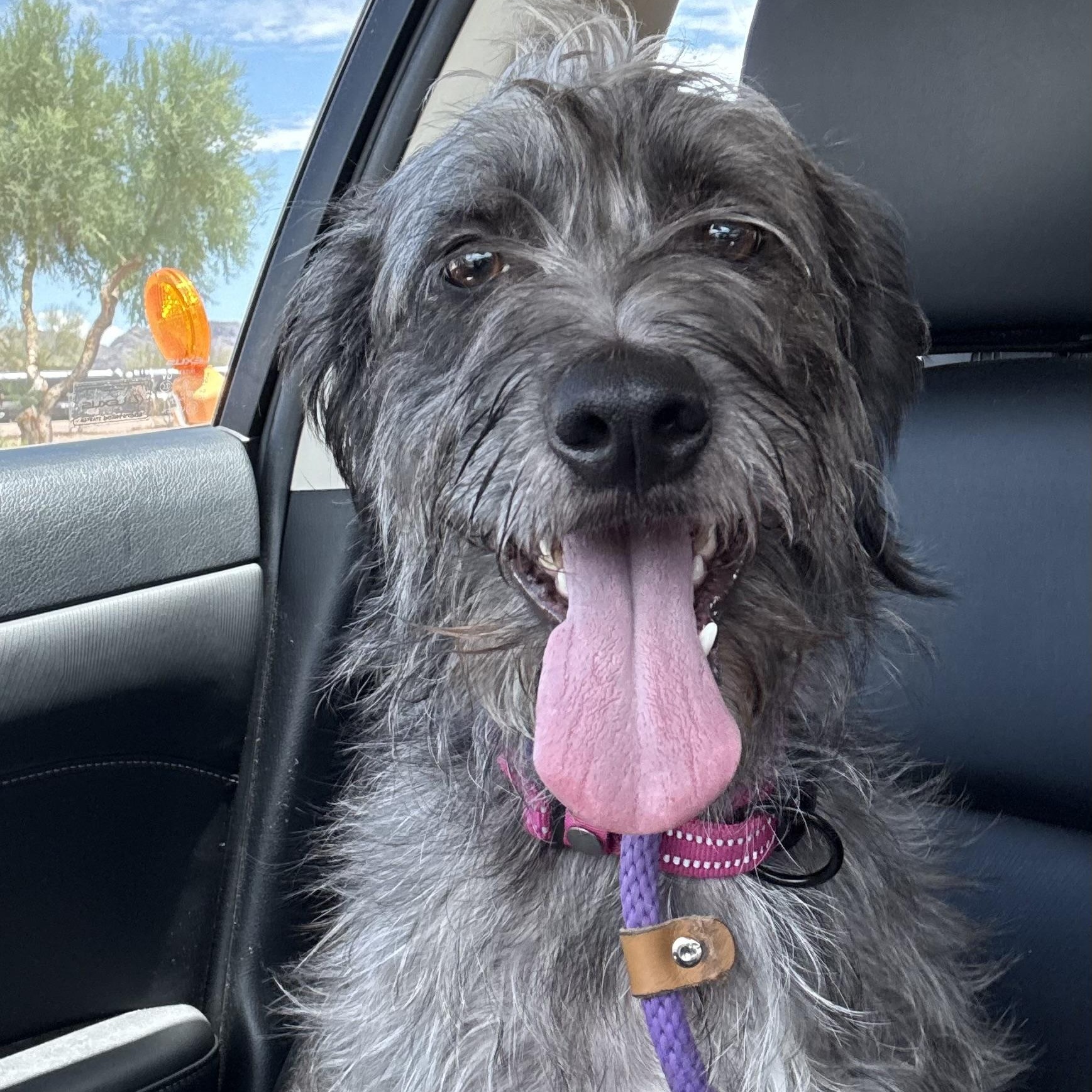 Pugsley, Adopted, Young Male Miniature Poodle & Black and Tan Coonhound.