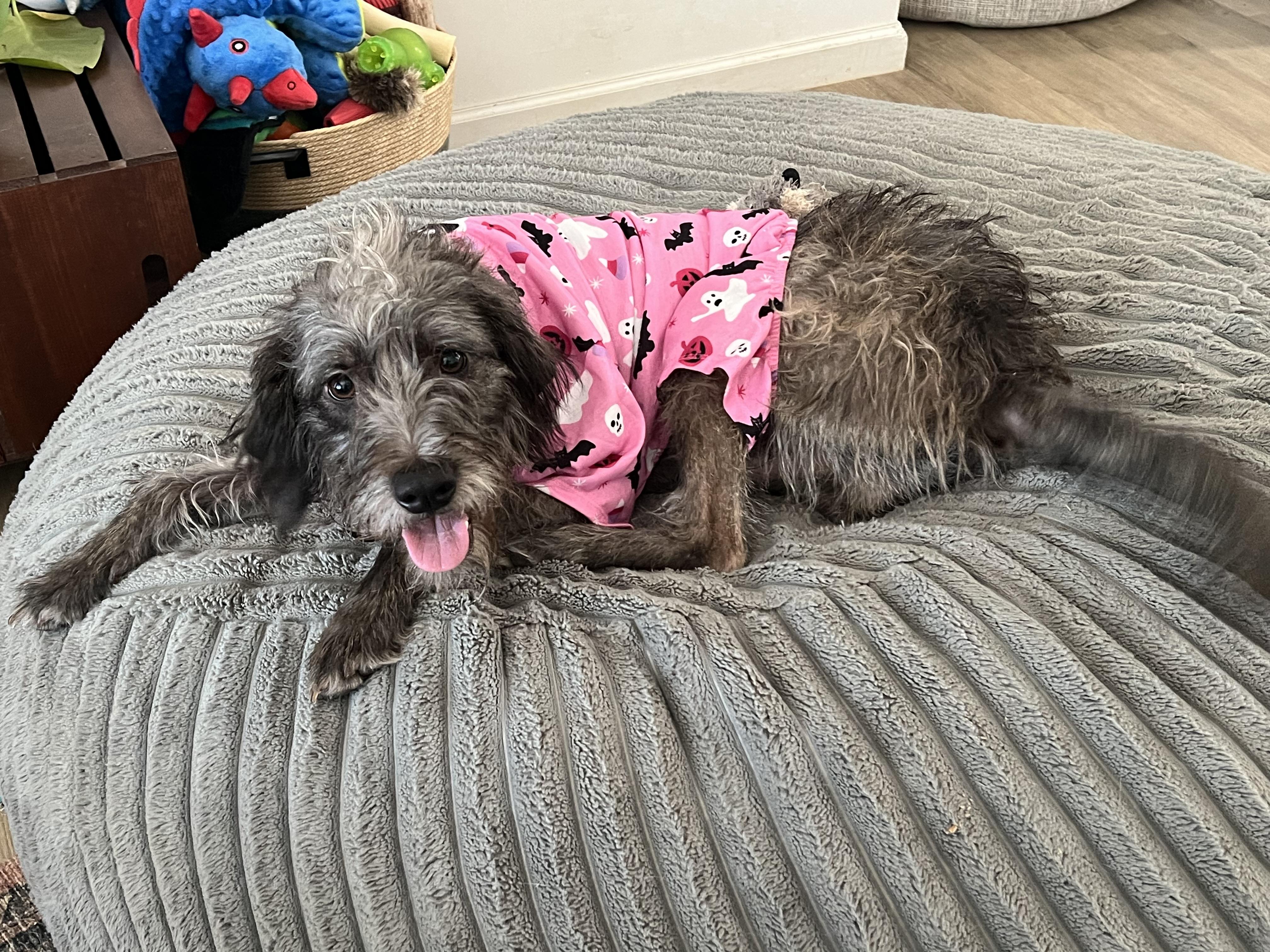 Enlarge Pugsley, a Adopted mixed breed in Scottsdale, AZ image 2/5