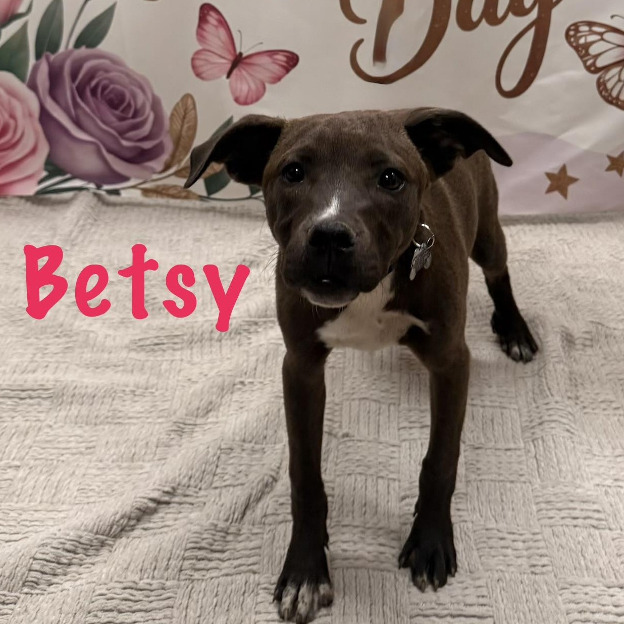 Betsy, Adoptable, Puppy Female Labrador Retriever & Terrier.